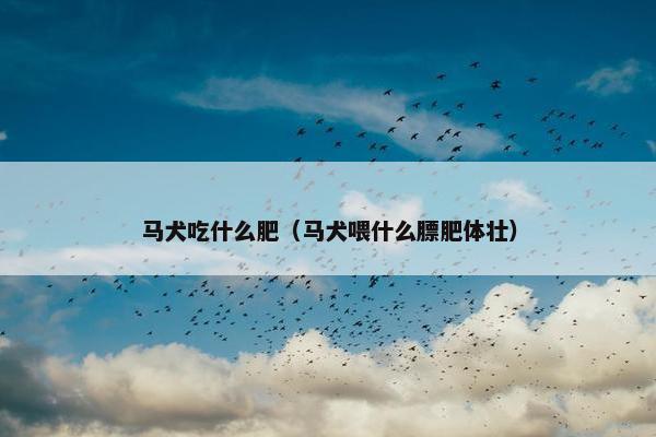 马犬吃什么肥（马犬喂什么膘肥体壮）