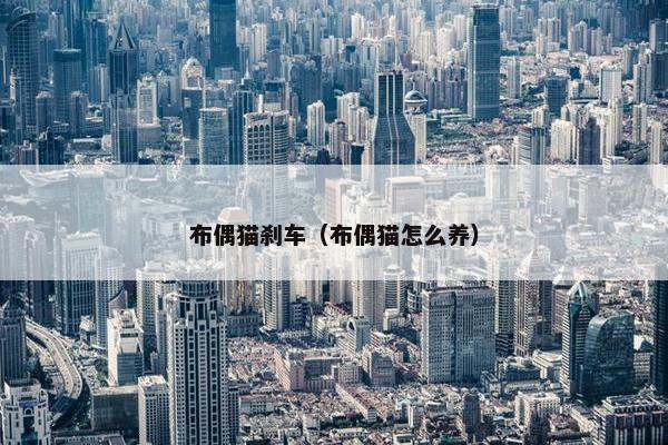 布偶猫刹车（布偶猫怎么养）
