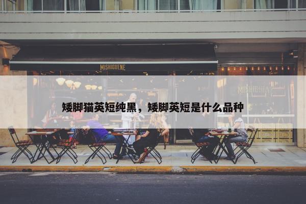 矮脚猫英短纯黑，矮脚英短是什么品种