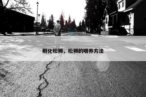 孵化松狮，松狮的喂养方法