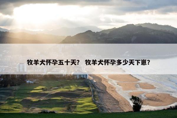 牧羊犬怀孕五十天？ 牧羊犬怀孕多少天下崽？
