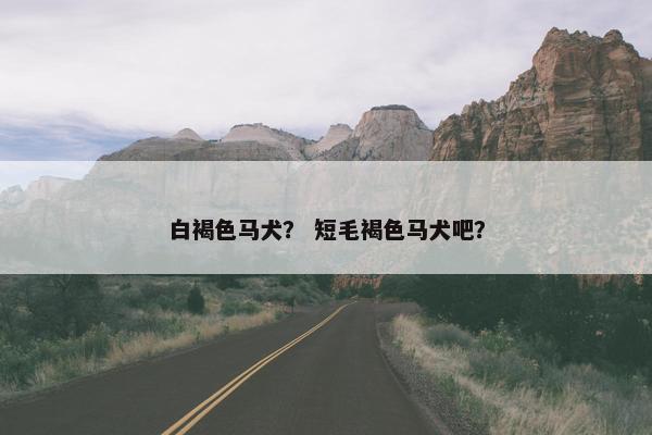 白褐色马犬？ 短毛褐色马犬吧？