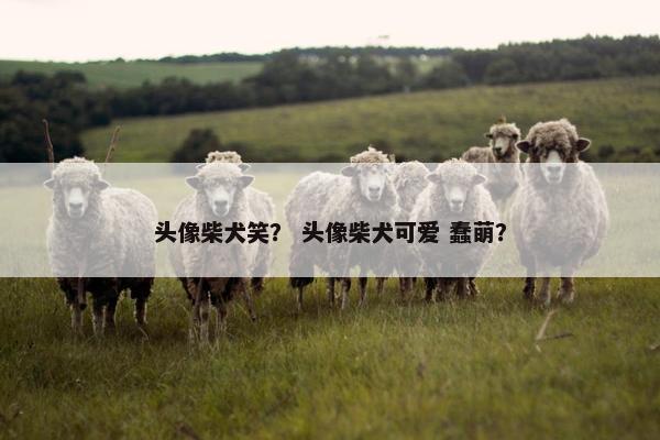 头像柴犬笑？ 头像柴犬可爱 蠢萌？
