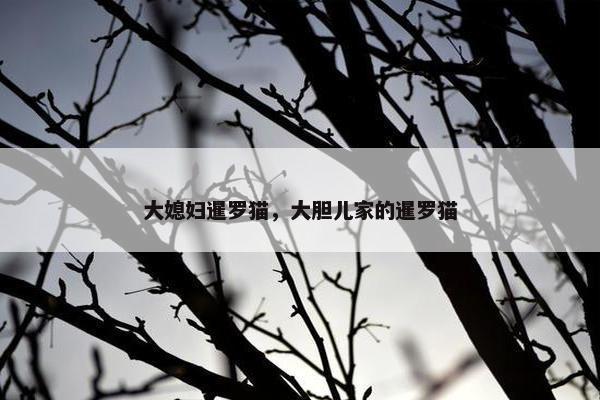 大媳妇暹罗猫，大胆儿家的暹罗猫