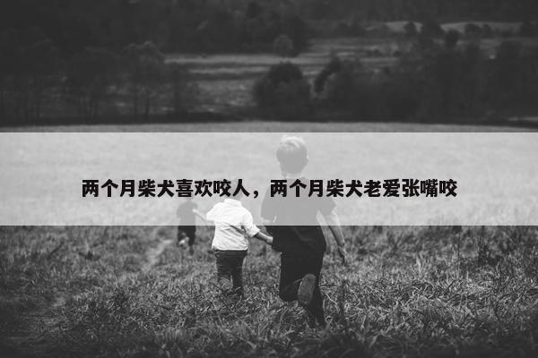 两个月柴犬喜欢咬人，两个月柴犬老爱张嘴咬