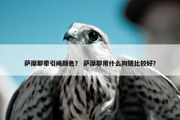 萨摩耶牵引绳颜色？ 萨摩耶用什么狗链比较好？