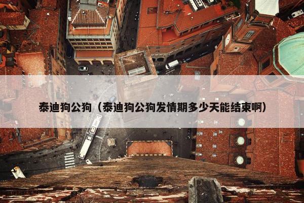 泰迪狗公狗（泰迪狗公狗发情期多少天能结束啊）