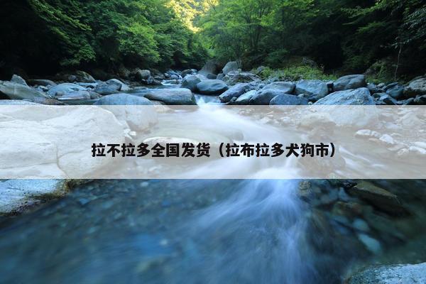 拉不拉多全国发货（拉布拉多犬狗市）