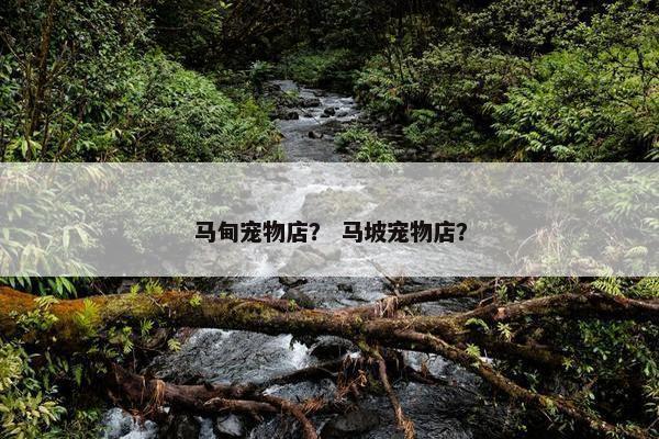 马甸宠物店？ 马坡宠物店？