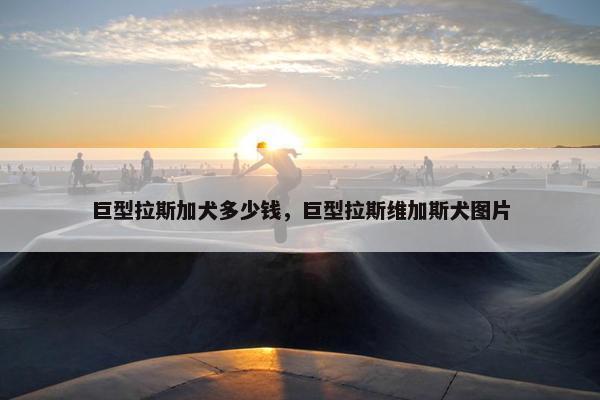 巨型拉斯加犬多少钱，巨型拉斯维加斯犬图片