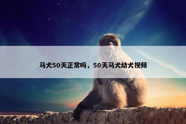 马犬50天正常吗，50天马犬幼犬视频