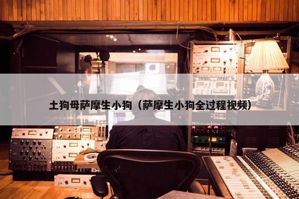 土狗母萨摩生小狗（萨摩生小狗全过程视频）