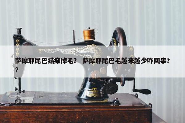 萨摩耶尾巴结痂掉毛？ 萨摩耶尾巴毛越来越少咋回事?？