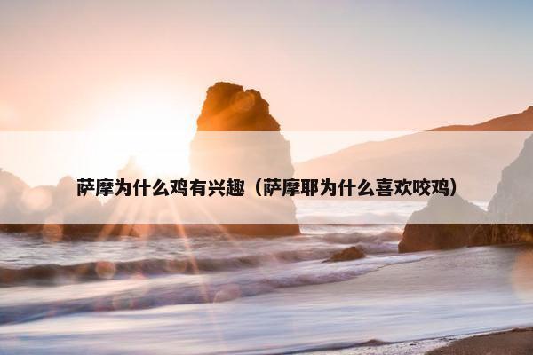 萨摩为什么鸡有兴趣（萨摩耶为什么喜欢咬鸡）