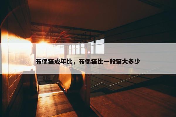 布偶猫成年比，布偶猫比一般猫大多少