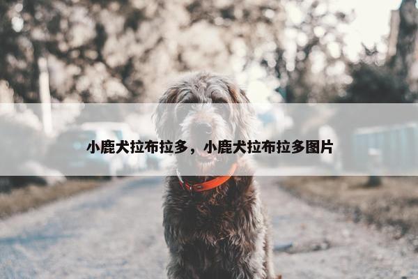 小鹿犬拉布拉多，小鹿犬拉布拉多图片