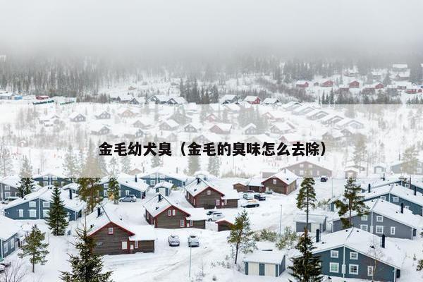 金毛幼犬臭（金毛的臭味怎么去除）