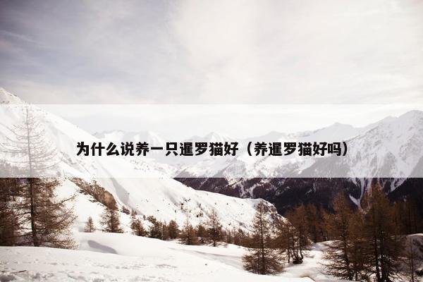 为什么说养一只暹罗猫好（养暹罗猫好吗）