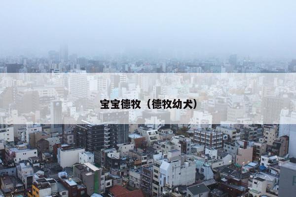 宝宝德牧（德牧幼犬）