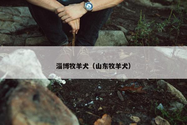 淄博牧羊犬（山东牧羊犬）