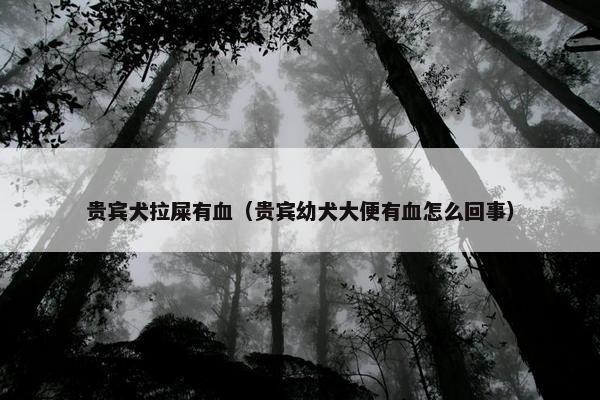 贵宾犬拉屎有血（贵宾幼犬大便有血怎么回事）