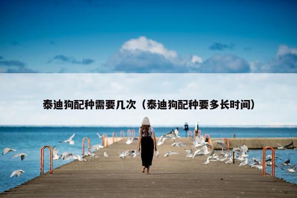 泰迪狗配种需要几次（泰迪狗配种要多长时间）
