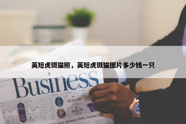 英短虎斑猫照，英短虎斑猫图片多少钱一只