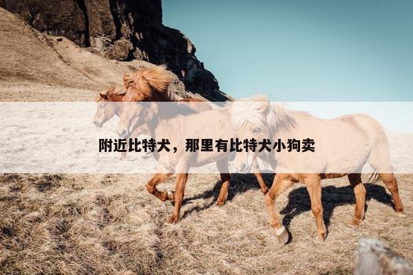 附近比特犬，那里有比特犬小狗卖