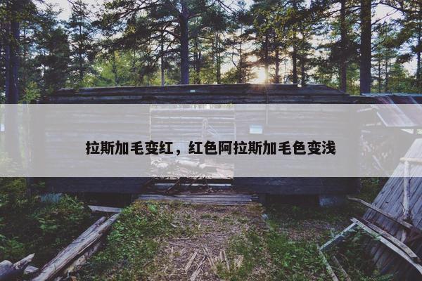 拉斯加毛变红，红色阿拉斯加毛色变浅
