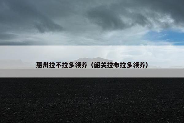 惠州拉不拉多领养（韶关拉布拉多领养）