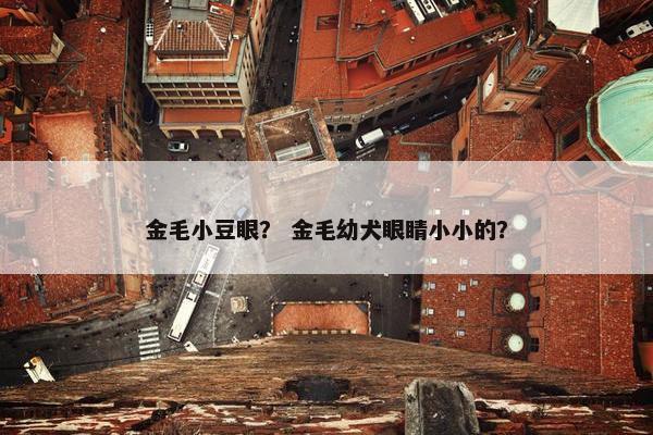 金毛小豆眼？ 金毛幼犬眼睛小小的？