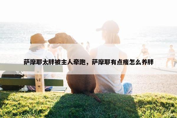 萨摩耶太胖被主人牵跑，萨摩耶有点瘦怎么养胖