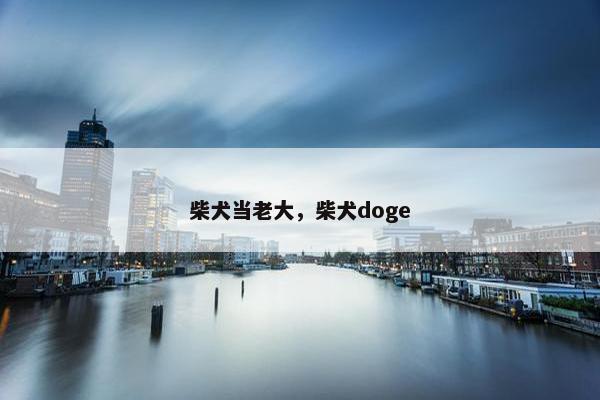 柴犬当老大，柴犬doge
