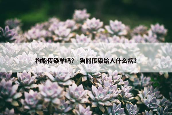 狗能传染羊吗？ 狗能传染给人什么病？