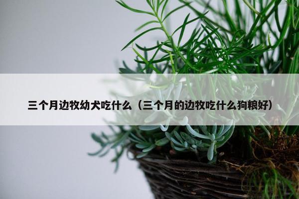 三个月边牧幼犬吃什么（三个月的边牧吃什么狗粮好）