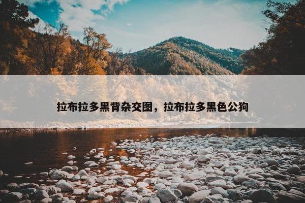 拉布拉多黑背杂交图，拉布拉多黑色公狗