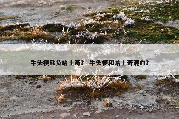 牛头梗欺负哈士奇？ 牛头梗和哈士奇混血？