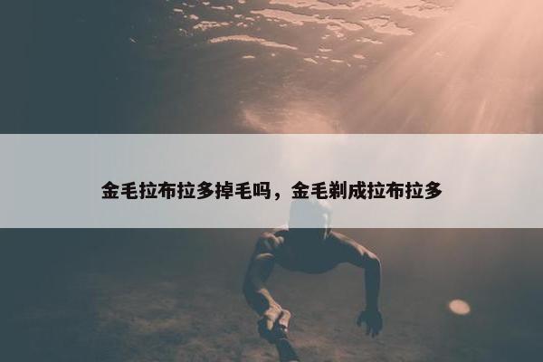 金毛拉布拉多掉毛吗，金毛剃成拉布拉多