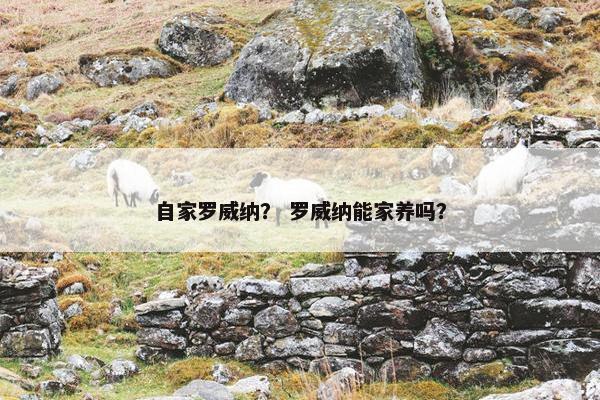 自家罗威纳？ 罗威纳能家养吗？