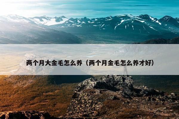 两个月大金毛怎么养（两个月金毛怎么养才好）