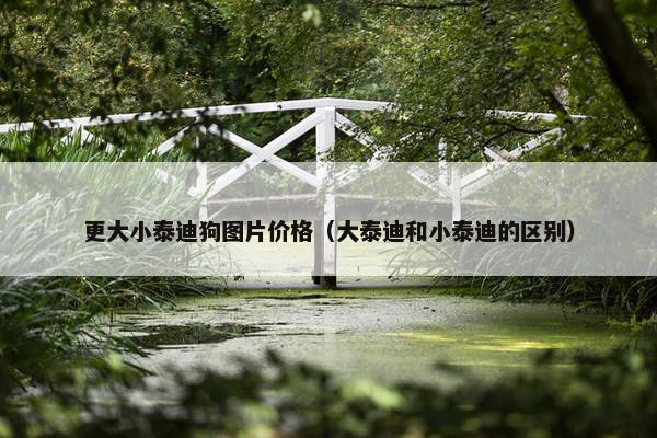 更大小泰迪狗图片价格（大泰迪和小泰迪的区别）