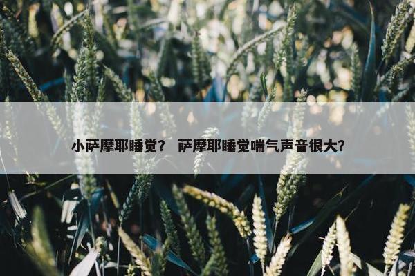 小萨摩耶睡觉？ 萨摩耶睡觉喘气声音很大？