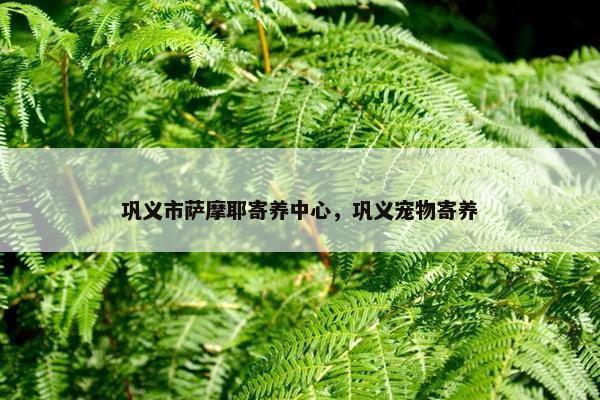 巩义市萨摩耶寄养中心，巩义宠物寄养