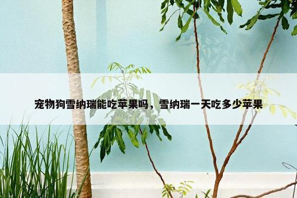 宠物狗雪纳瑞能吃苹果吗，雪纳瑞一天吃多少苹果
