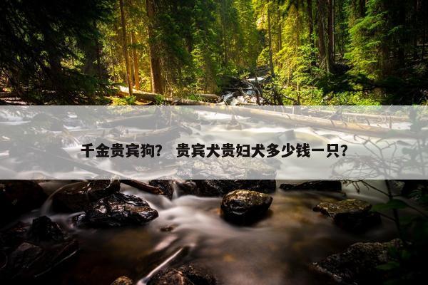 千金贵宾狗？ 贵宾犬贵妇犬多少钱一只？