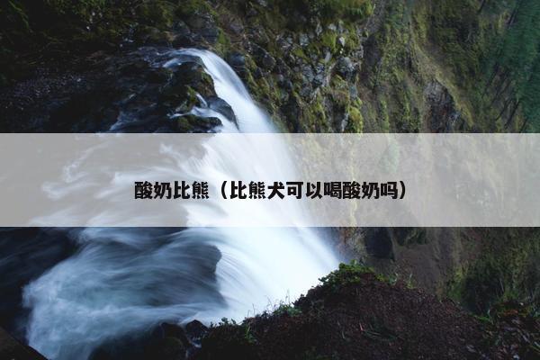 酸奶比熊（比熊犬可以喝酸奶吗）