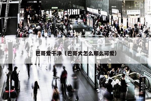 巴哥爱干净（巴哥犬怎么那么可爱）