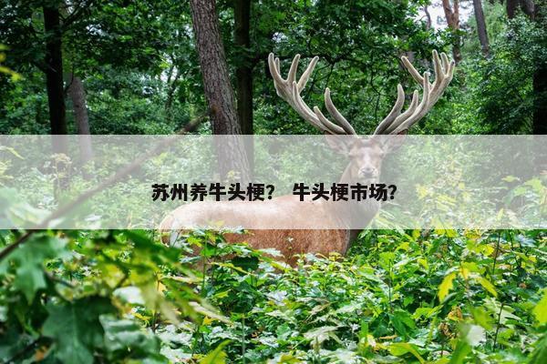 苏州养牛头梗？ 牛头梗市场？