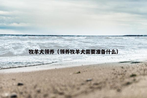 牧羊犬领养（领养牧羊犬需要准备什么）