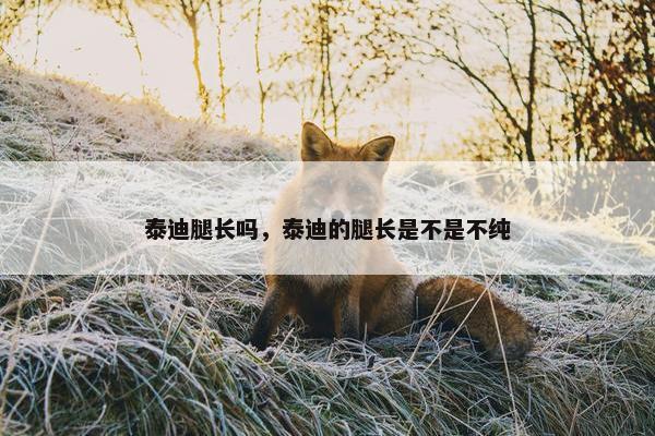 泰迪腿长吗，泰迪的腿长是不是不纯